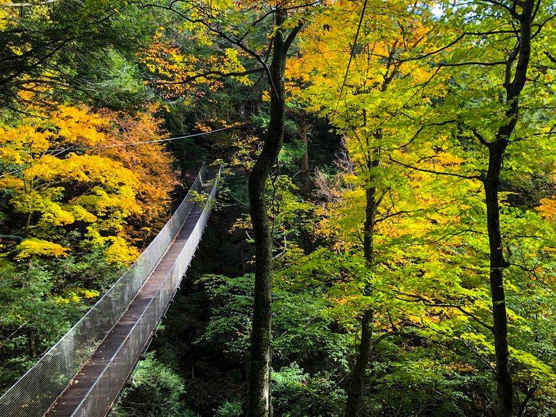 The Treetop Experience Overview