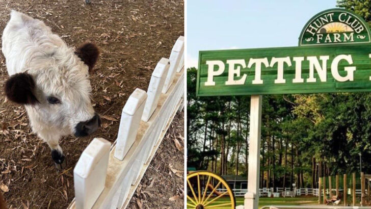 This Virginia Beach Farm Lets You Cuddle Miniature Highland Cows and It&rsquo;s Every Bit as Adorable as It Sounds