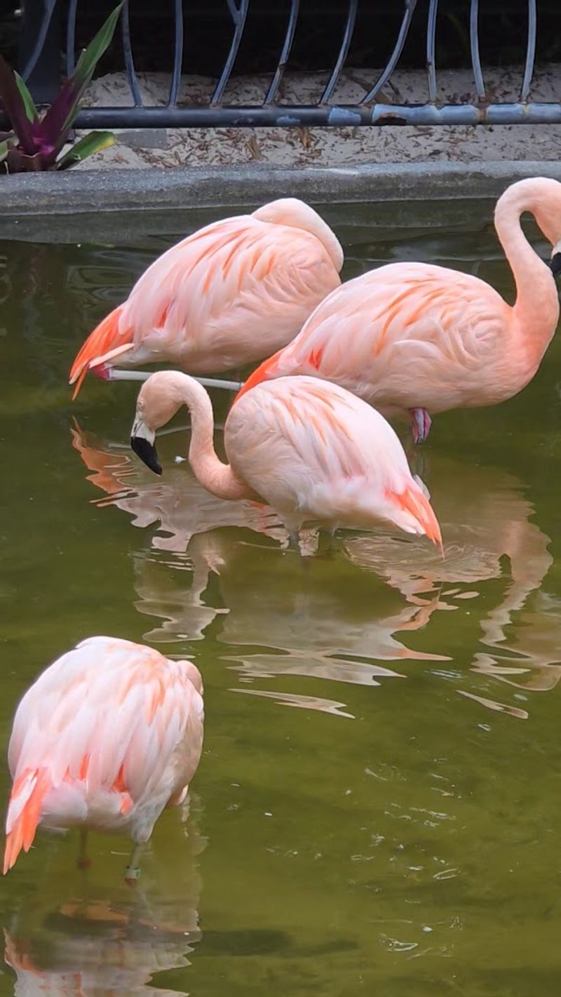 Flamingo Habitat