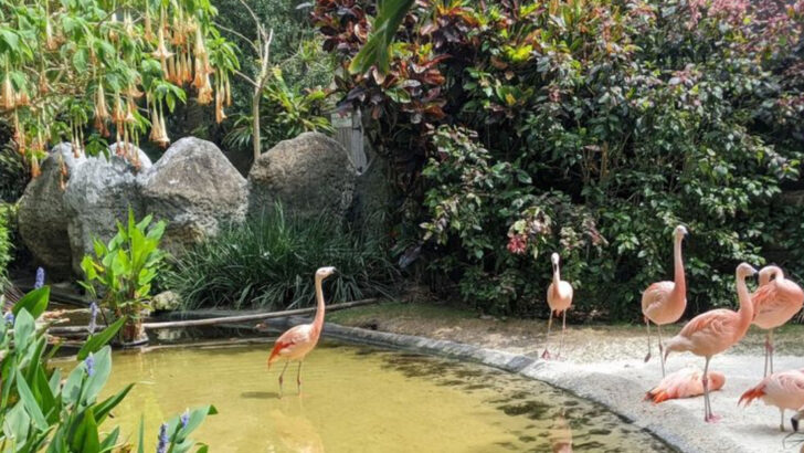 This century-old Florida garden still has flamingos rainbow eucalyptus trees, and 50,000 tropical plants