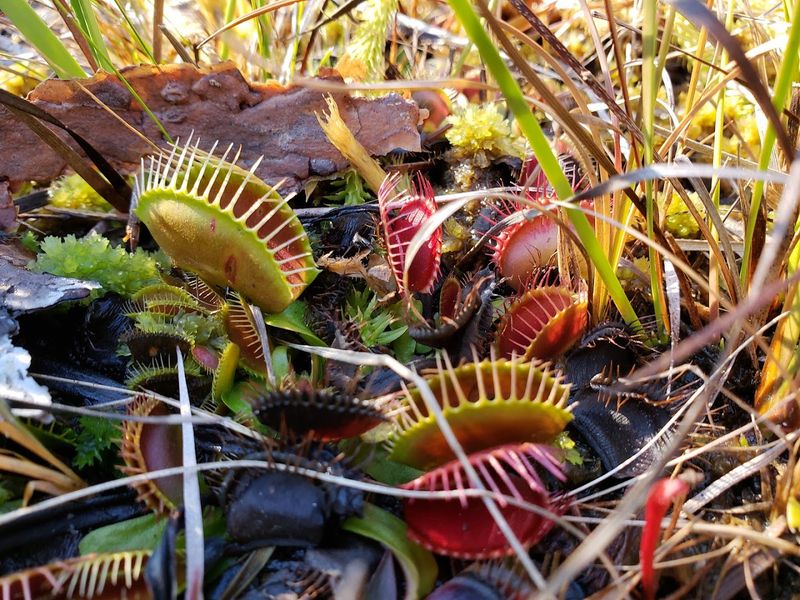 Home to Native Venus Flytraps