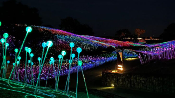 Thousands Of Glowing Lights Turn This California Field Into A Nighttime Walk Like No Other