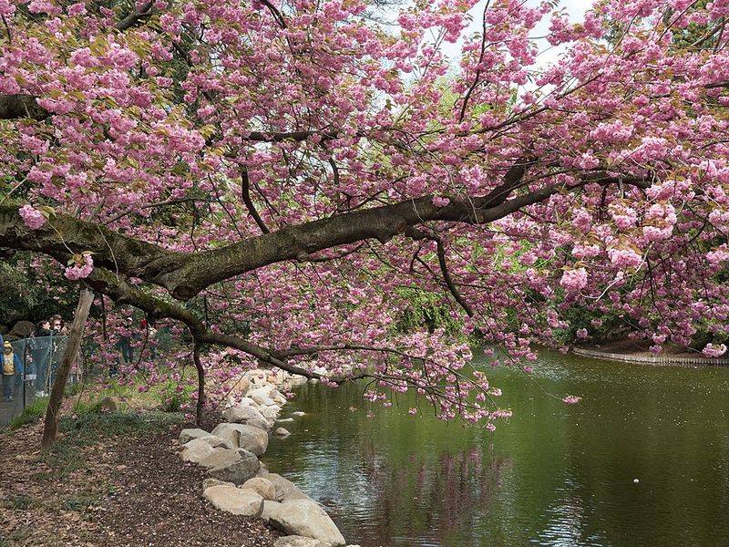 Brooklyn Botanic Garden, New York