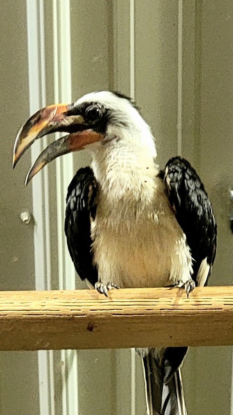 Memberships And Support