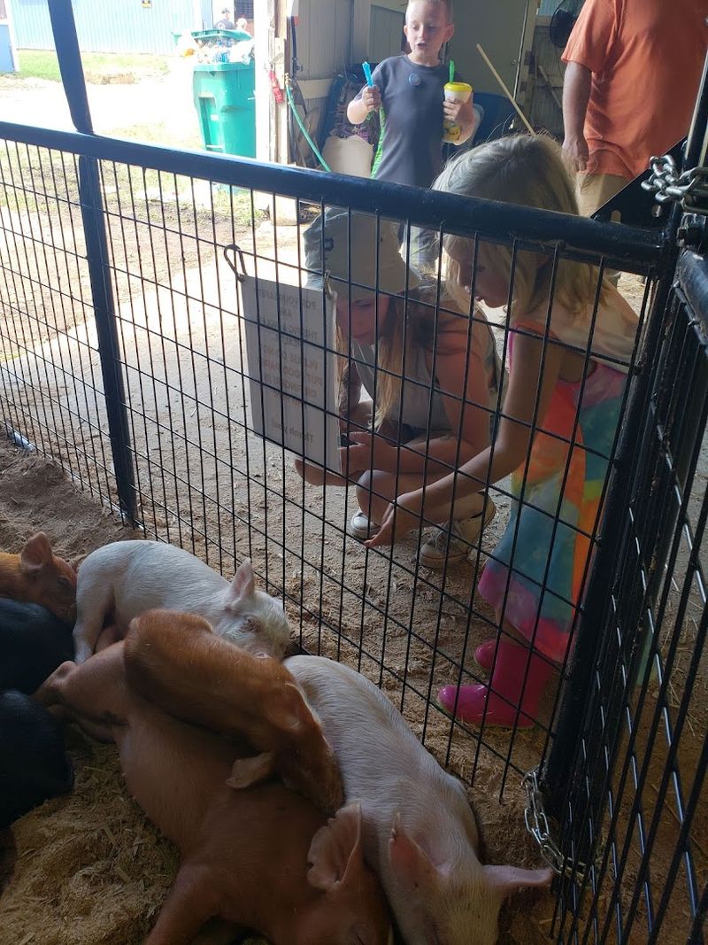 Livestock Shows and the 4-H Tradition