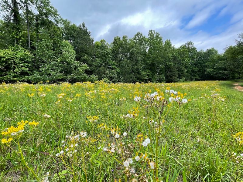 Wildlife and Nature Along the Creek Trail