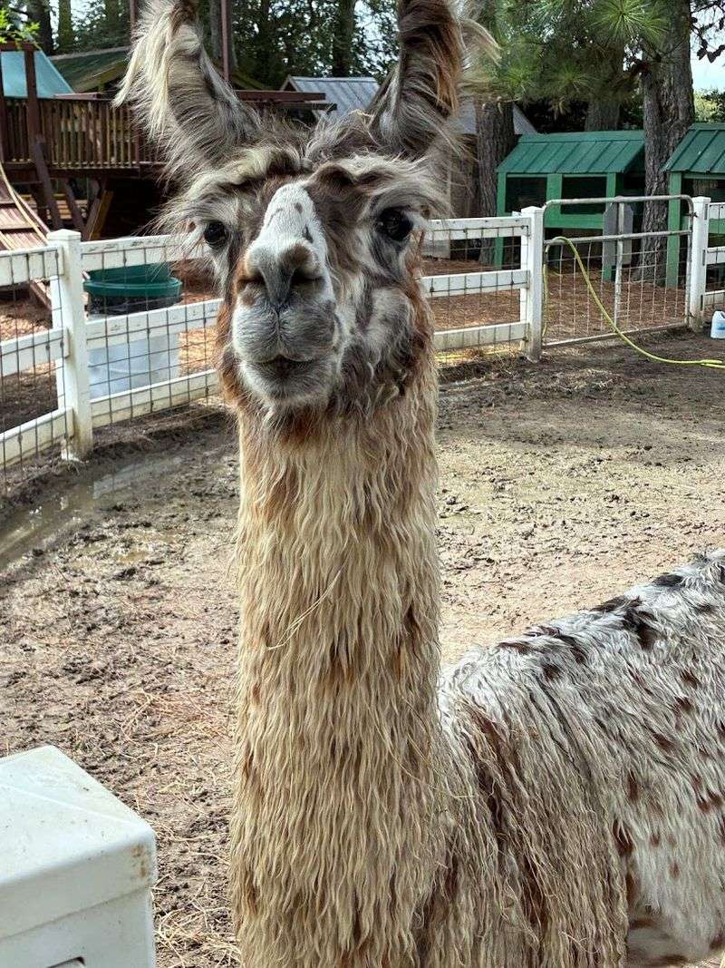 Petting Farm Highlights and Tips