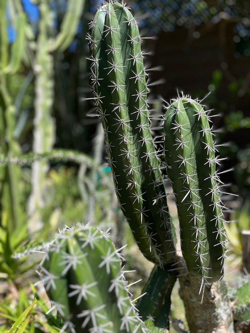 Cactus and Succulent Collection