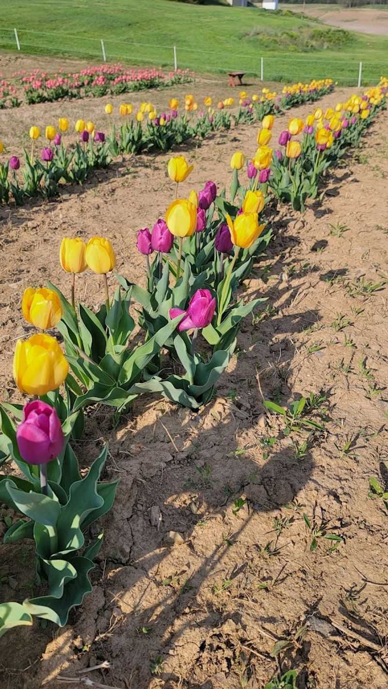 Bulb Digging and Aftercare