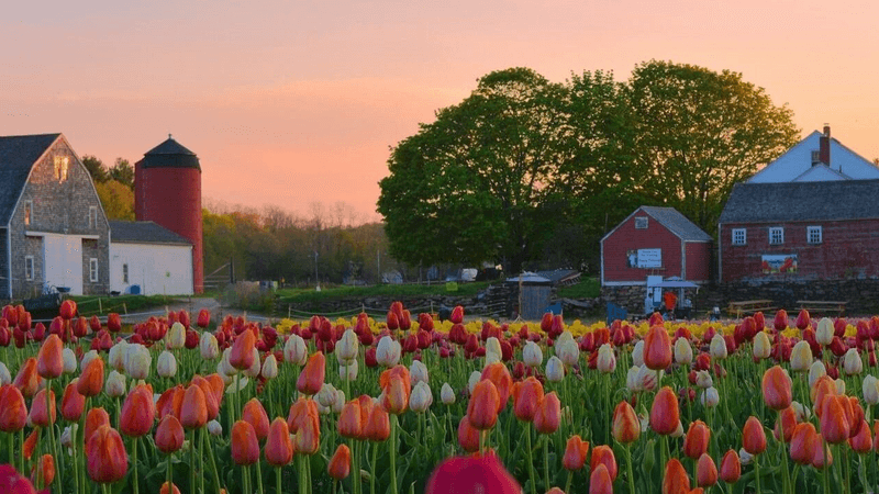 Wicked Tulips Flower Farm (RI)