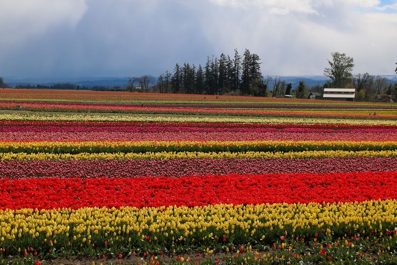 Wooden Shoe Tulip Farm