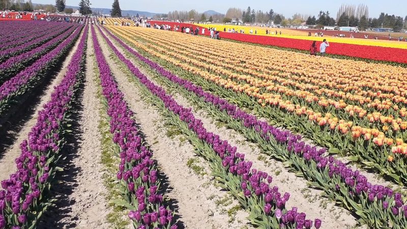 RoozenGaarde Display Garden