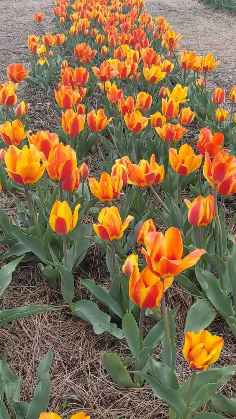 Seasonal Timing and Bloom Conditions