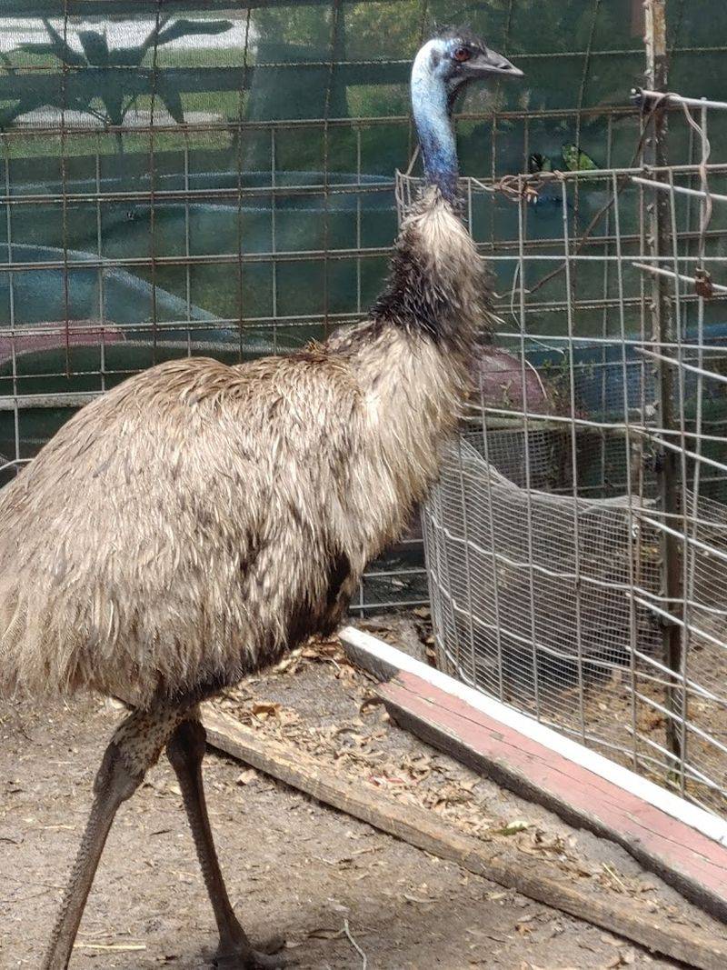 Animals Meet-and-Greet