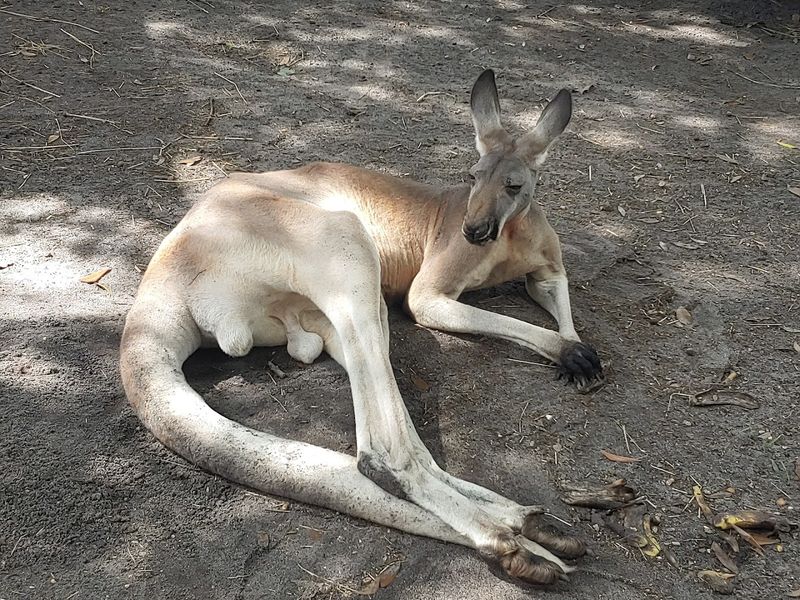 Kangaroo Encounters at Hunsader