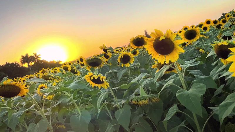 Sunflower Fields and Wildflowers