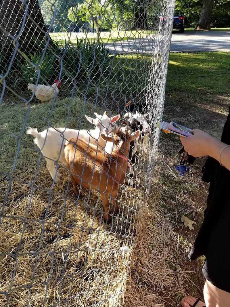The Petting Zoo and Outdoor Charm That Surprise First-Time Visitors