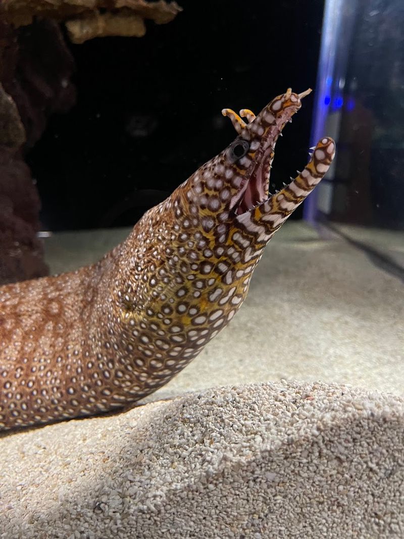 Live Feedings Add Extra Excitement