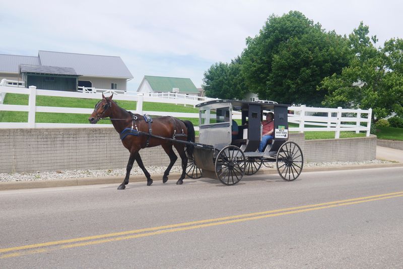 Heritage Buggy Rides and Barn Stories
