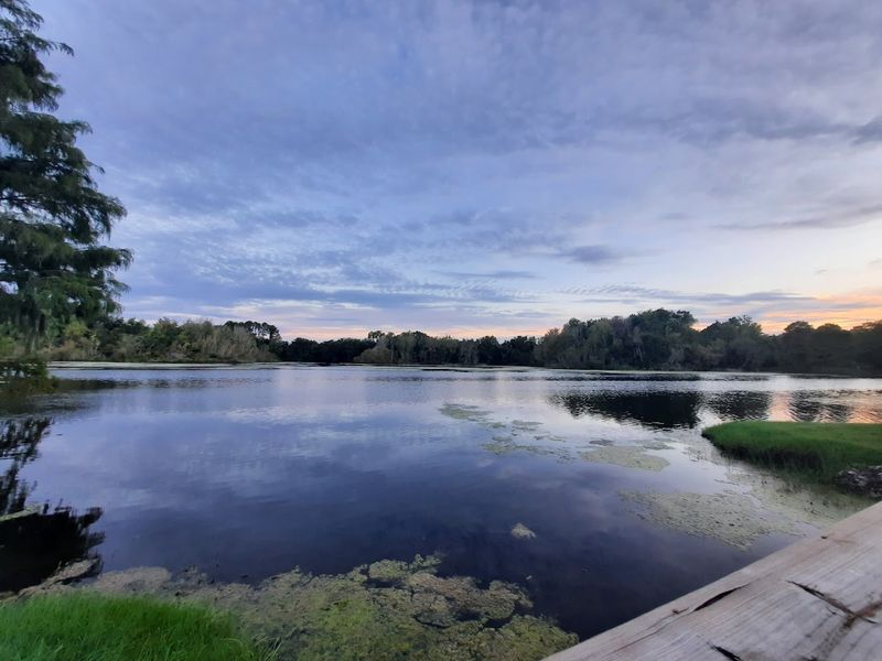 Lake Alice: The Perfect Backdrop for a Bat-Watching Evening
