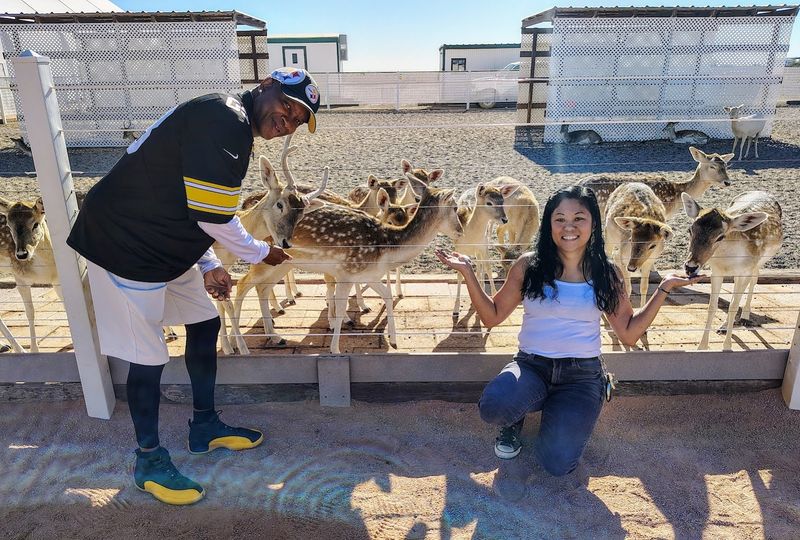 Feeding Mini Donkeys and Deer