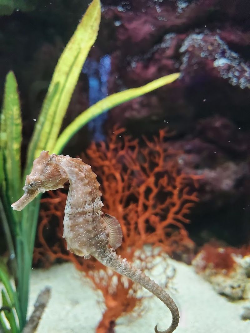 Hands-On Touch Tank Experiences