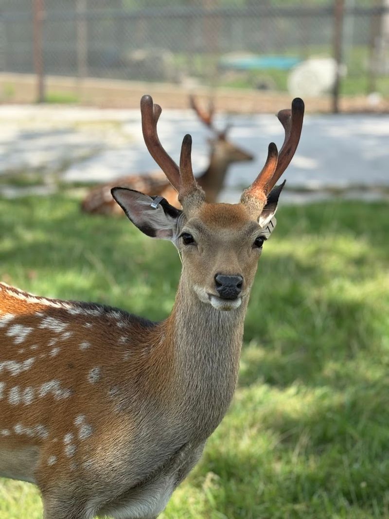 Photo Tips For Action Shots And Close-Ups