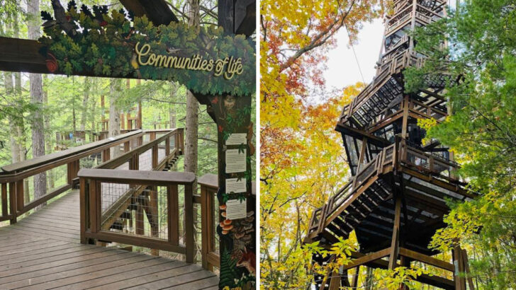 Walking Above the Treetops at This 3,600-Acre Ohio Nature Preserve Is Unforgettable