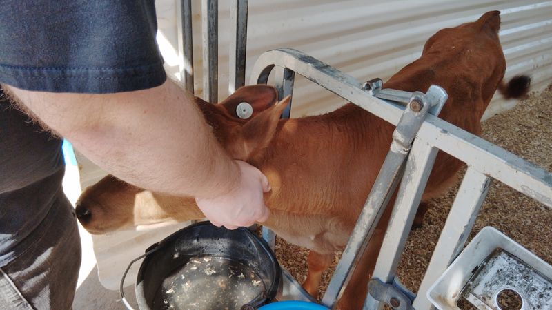 Interacting with the Cows: A Guest Favorite