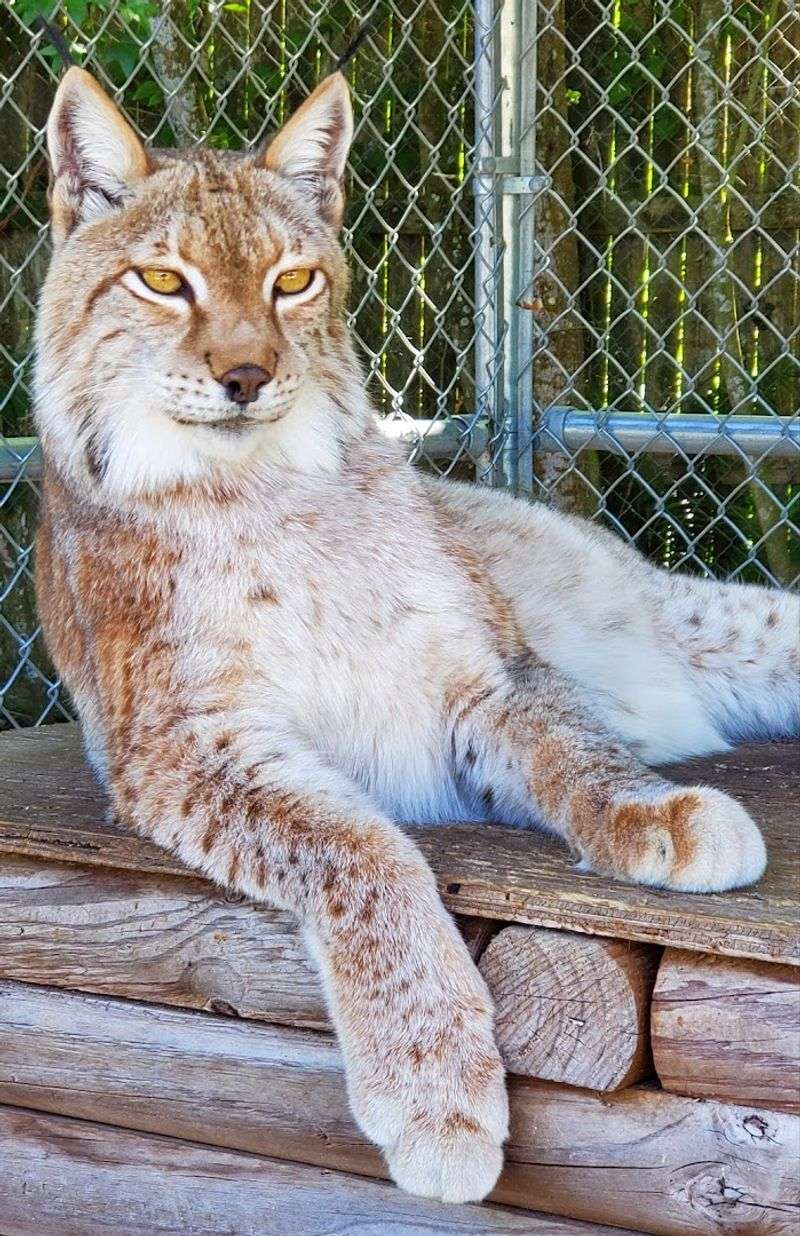 Behind The Behavioral Training