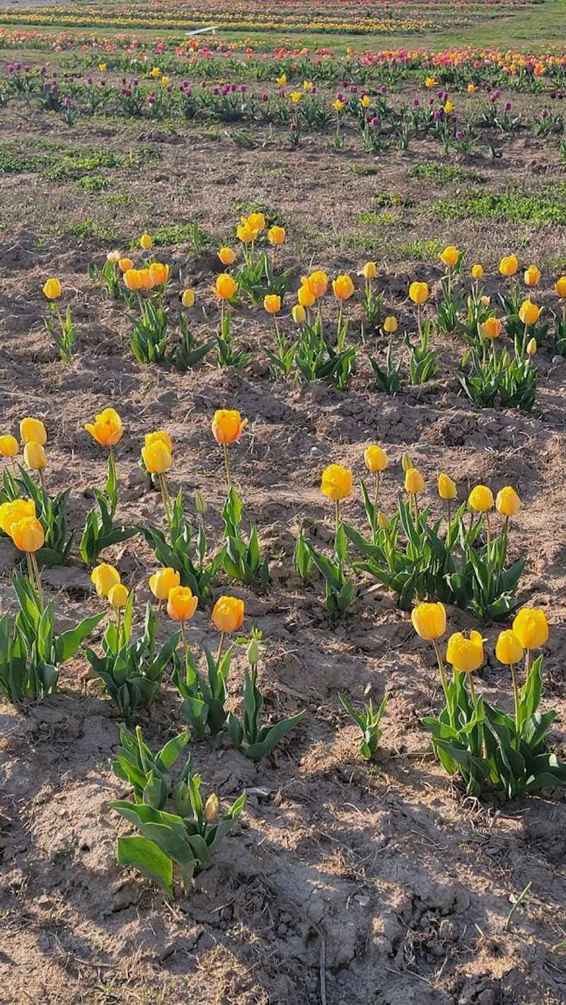 Making Bouquets and Keeping Them Fresh