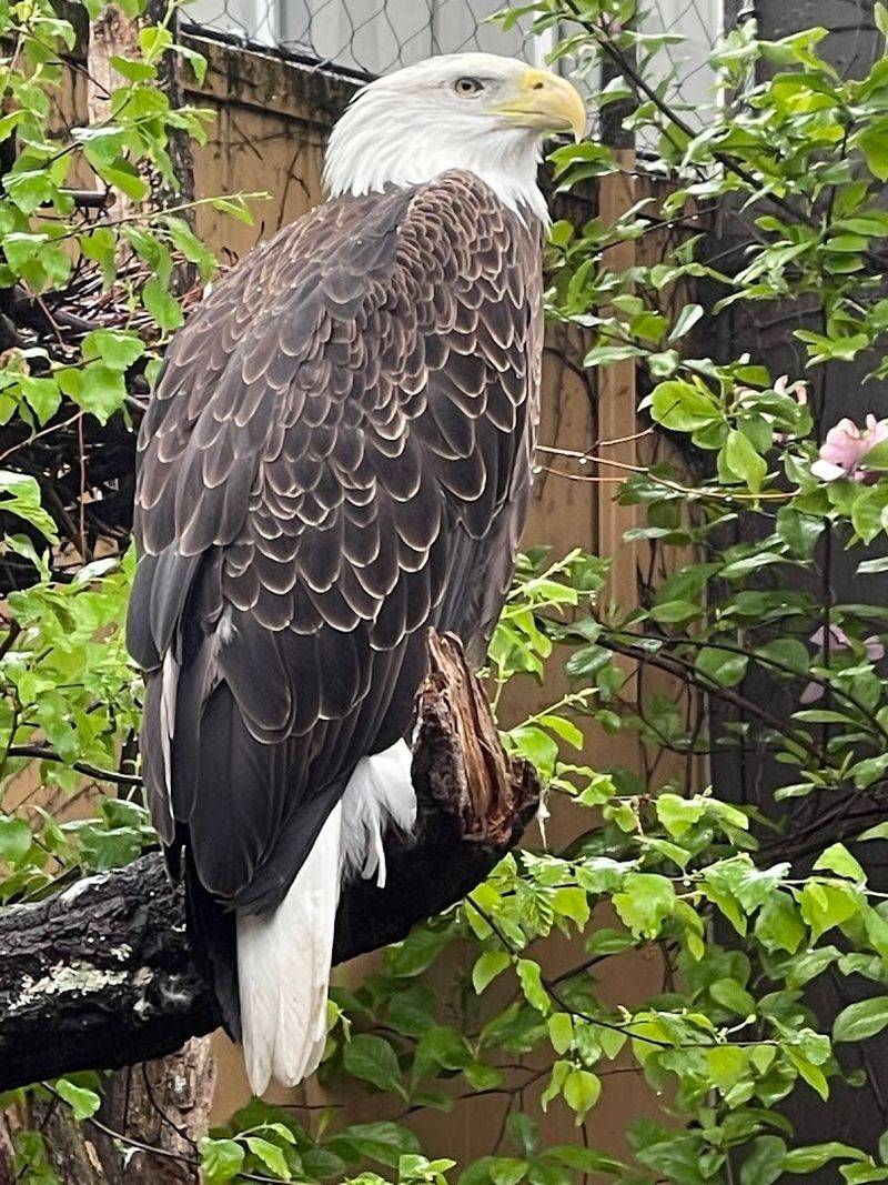 Raptor Ridge and Eagles