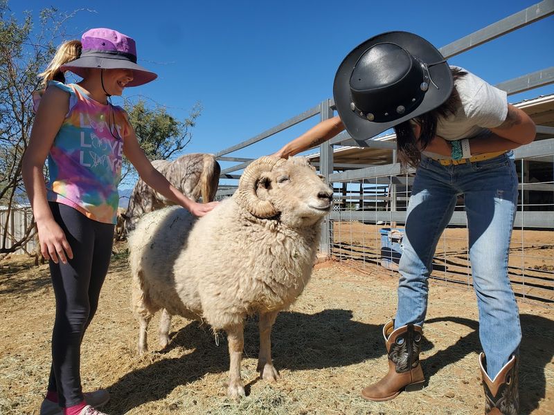Meet the Animals: Goats, Horses, and More