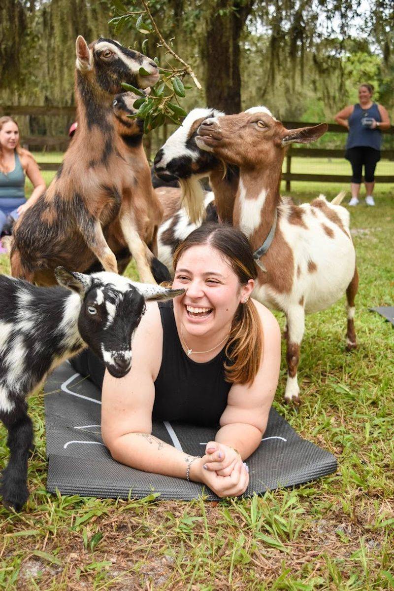 Meet the Goats (and More Animals)