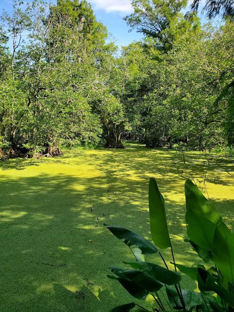 History of Conservation: From Logging Threat to Preservation