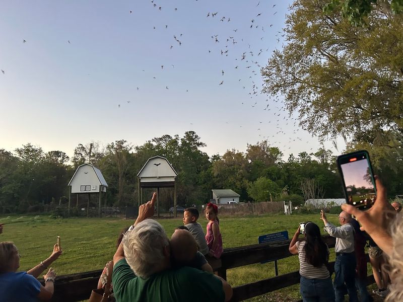 The Incredible Evening Emergence Spectacle