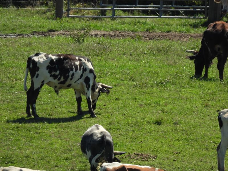 Family Fun, Rodeo Nights, And Tractor Rides