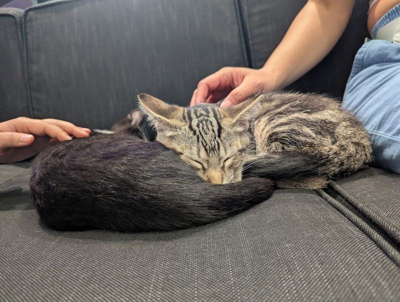 House Rules That Keep Cats Happy