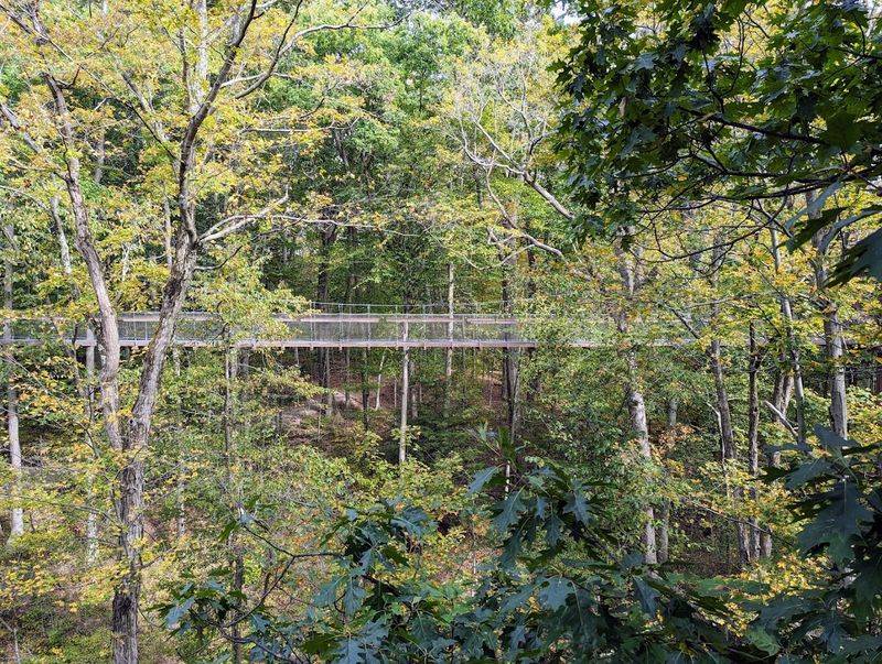 A Unique Forest Perspective