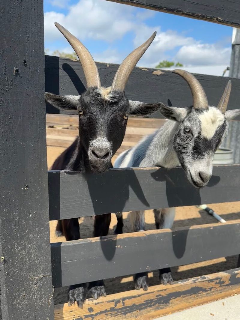 More Than Just Cows: Other Animals to Meet