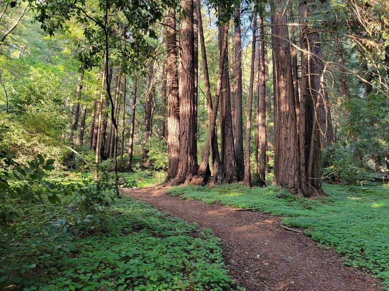 Combining Roaring Camp with Henry Cowell Redwoods State Park
