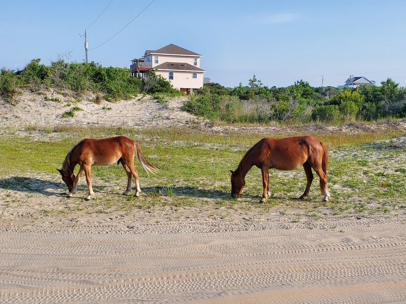 What Makes Wild Horse Adventure Tours Special