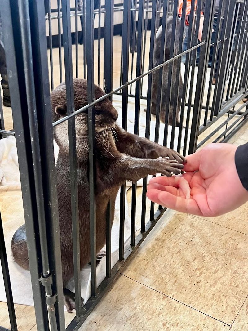 Visitor Testimonials and Impressions