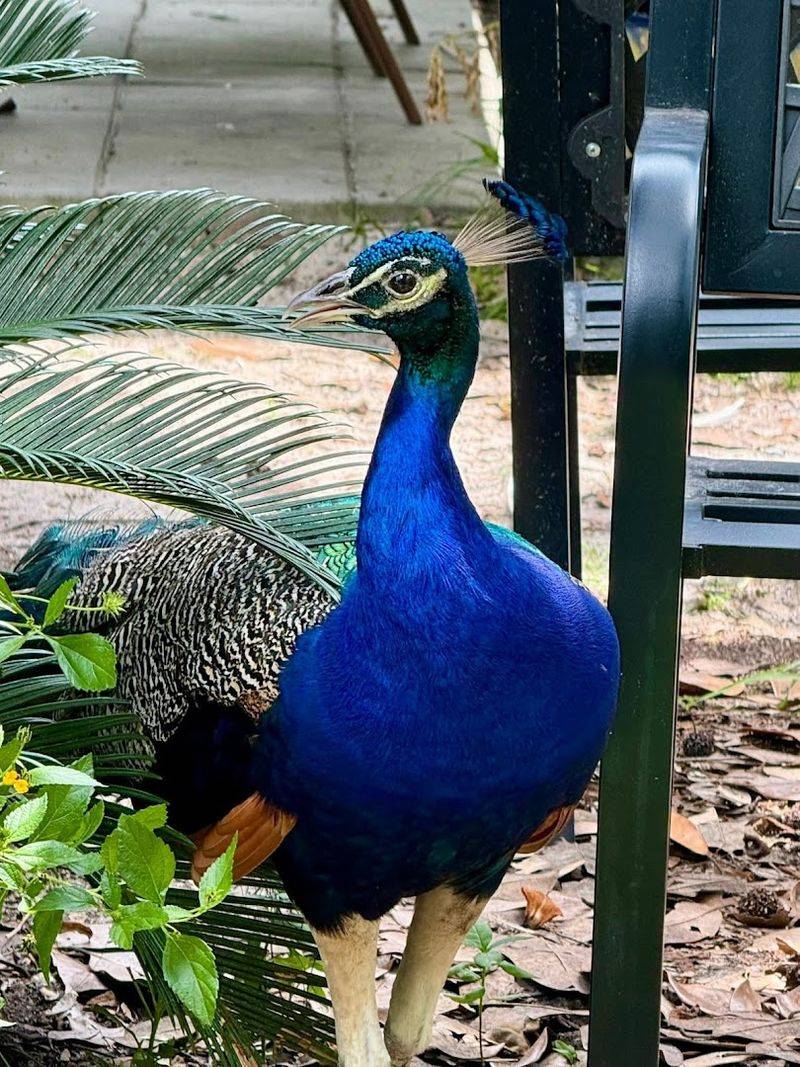 Meet The Residents Up Close