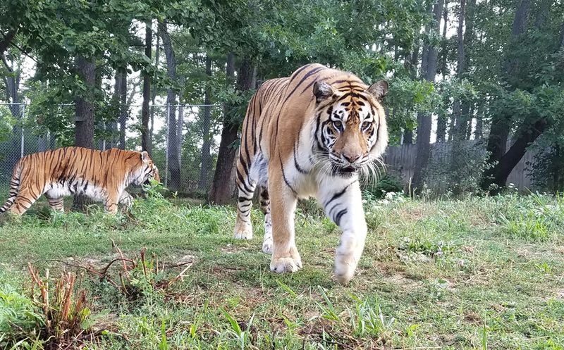 Black Pine Animal Sanctuary (Albion, Indiana)