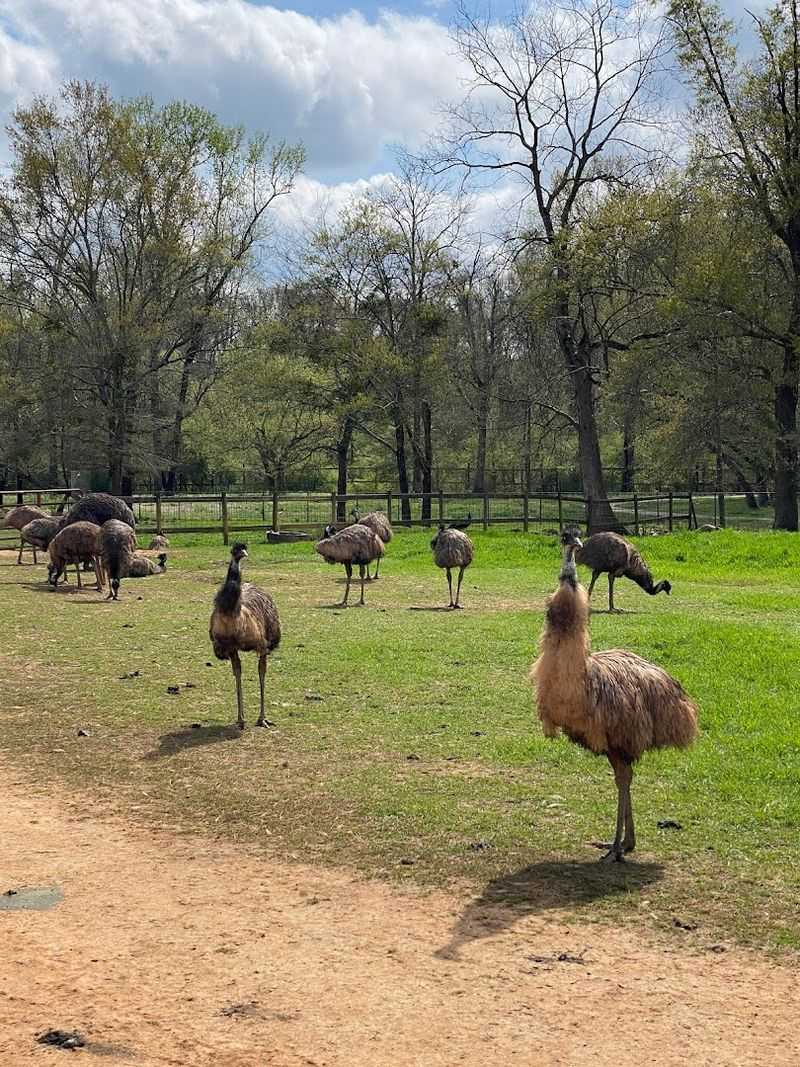 Noah's Ark Animal Sanctuary (Locust Grove, Georgia)