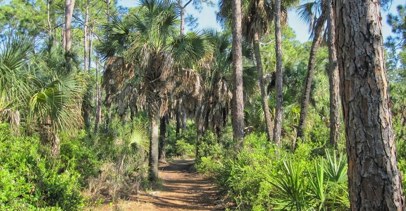 Scenic Nature Trails Through Coastal Forest