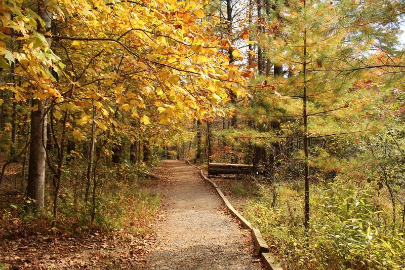 Fall Foliage and Seasonal Beauty