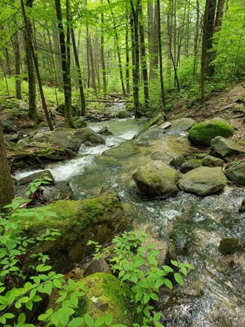 Wild and Natural Areas Within the Forest