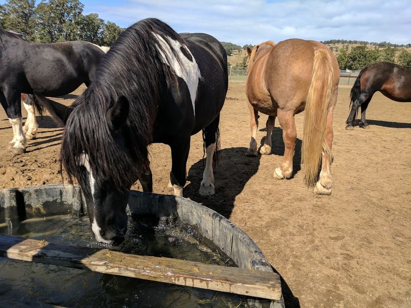 Duchess Sanctuary (Oakland, Oregon)
